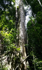 Die hout van die boom in die reënwoude van Maleisië is baie hard en baie geskik vir die maak van rvierbote.