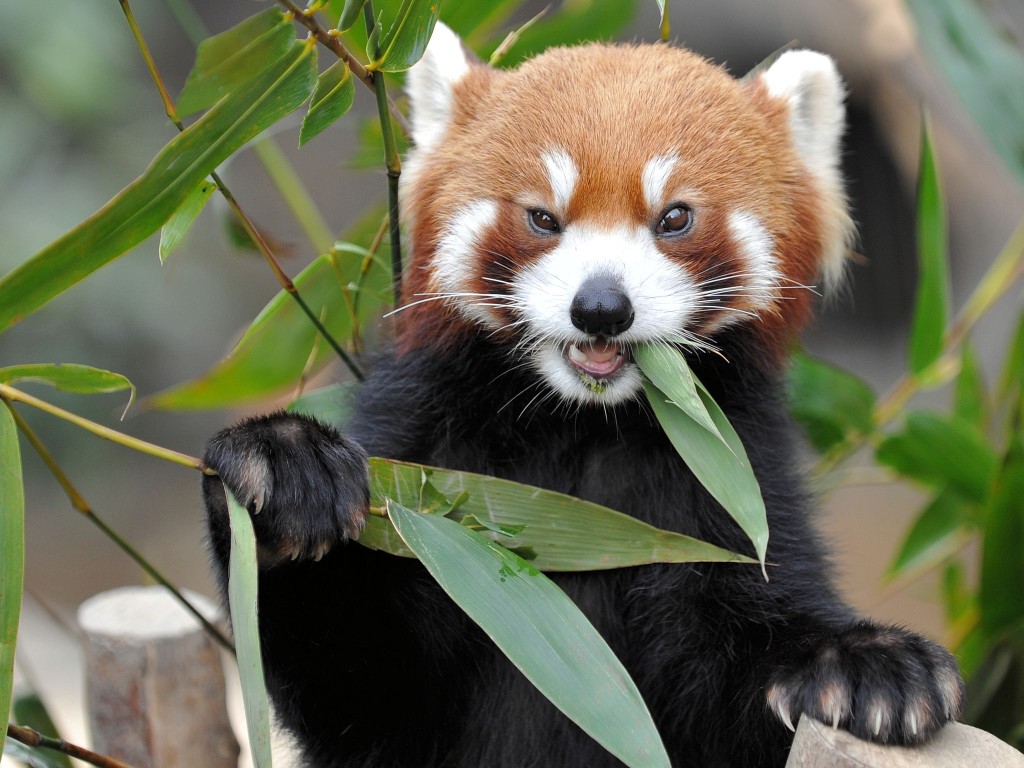 Ontmoet die rooi panda