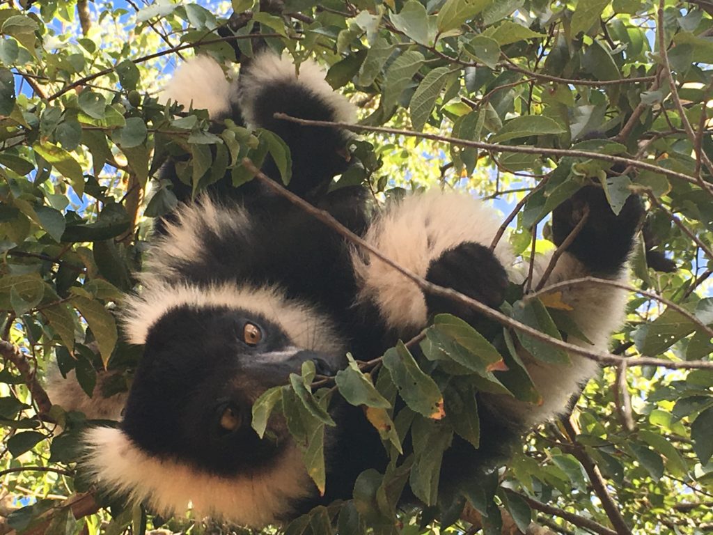 Die lemurs van Madagaskar lyk soos oer-primaatvoorsate