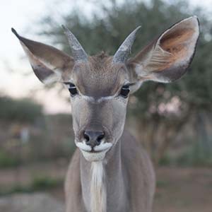 Waar staan SA se wildbedryf?
