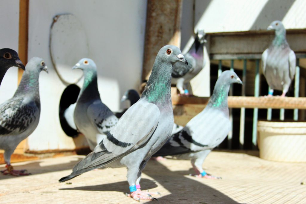 Duiwe is slimmer as wat jy dink