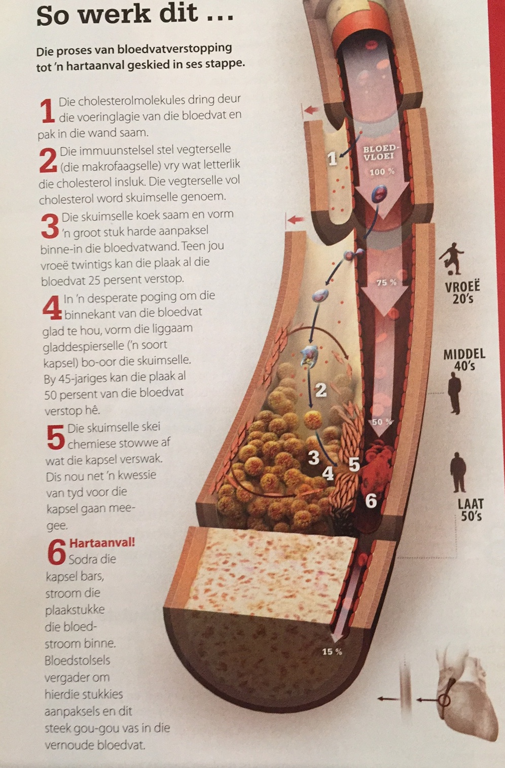 Ken jy die regte feite oor cholesterol?