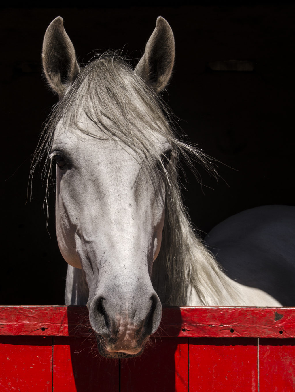 Luister weer: Ons Lipizzaners