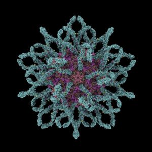 2-coxsackie-b3-virus-particle-laguna-design