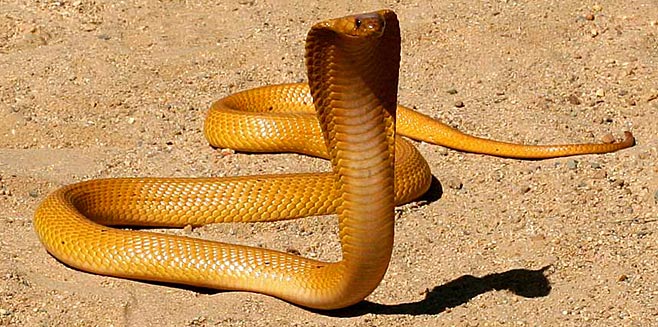 Die Kaapse Kobra kan geel of bruin wees en sy gif is neurotoksies wat baie gou tot asemhalingsprobleme kan lei.