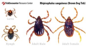 rhipicephalus_sanguineus