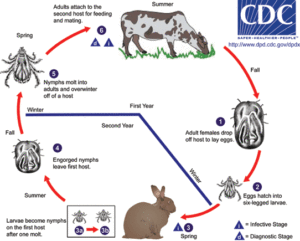 two_host_tick_lifecycle