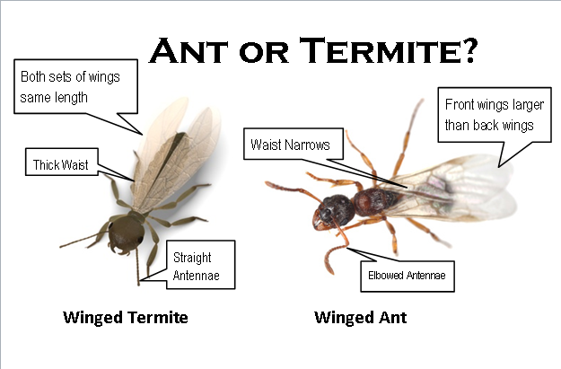 ‘n Termiet is nie ‘n vlieënde mier nie!