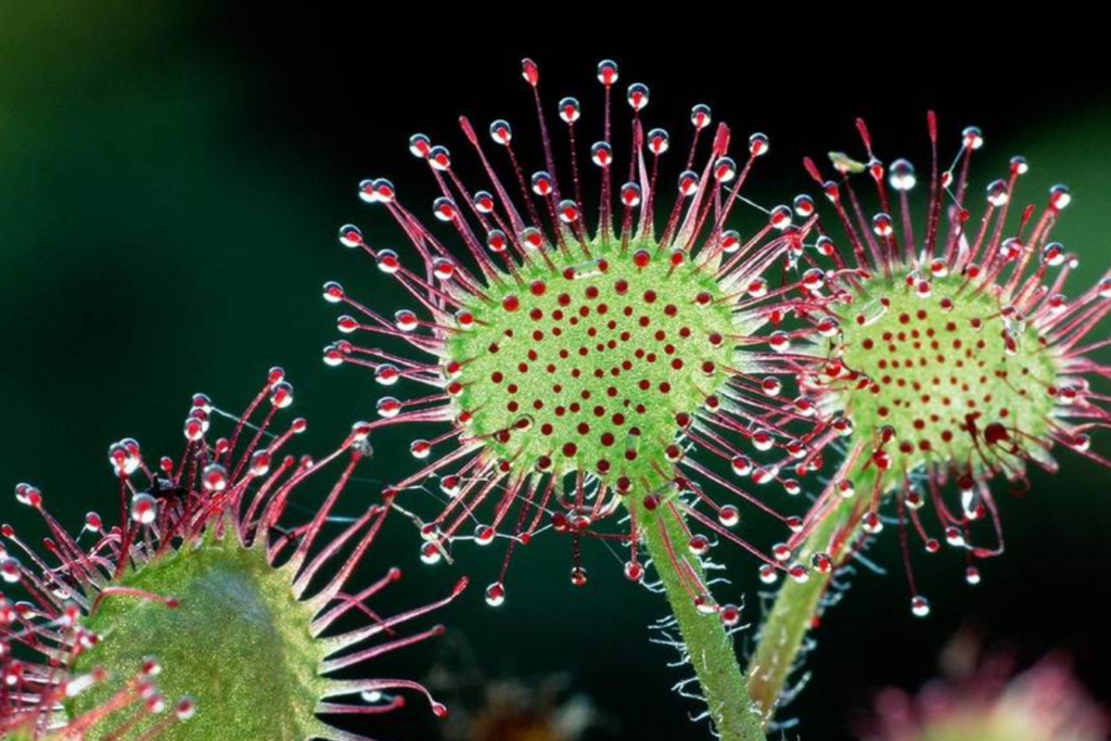 Die wêreld van karnivoriese plante