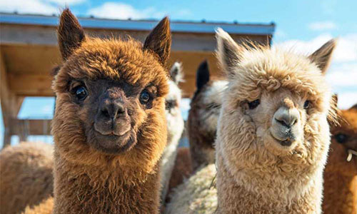 Alpacas is slim en braaf