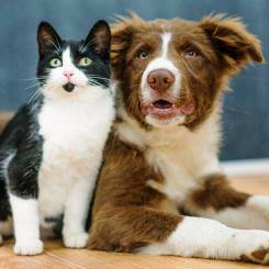 Kat en Hond: Die geheime lewe van jou troeteldiere
