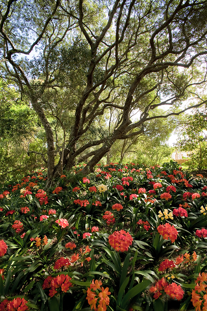 Clivias galore!