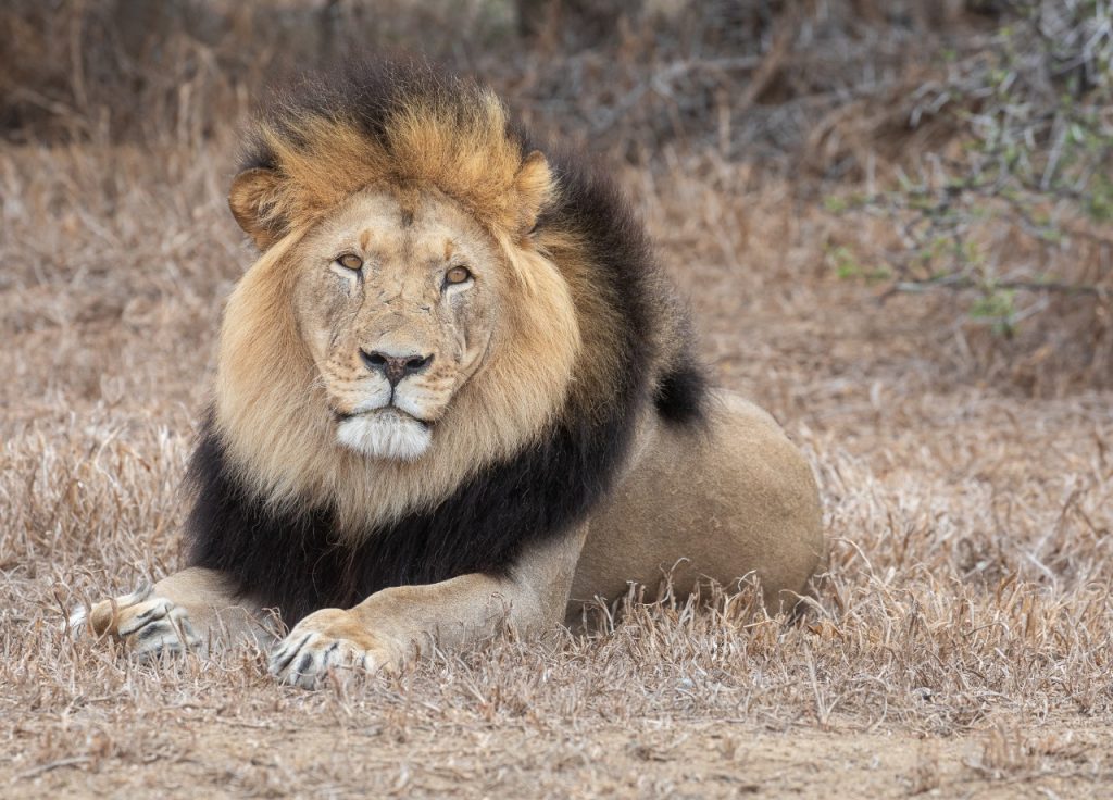 Leeus kom slegs in Afrika en Indië voor