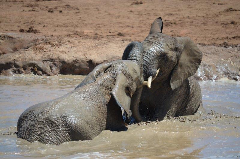 Donderdagaand: Die olifante wat gekies het om te vergeet