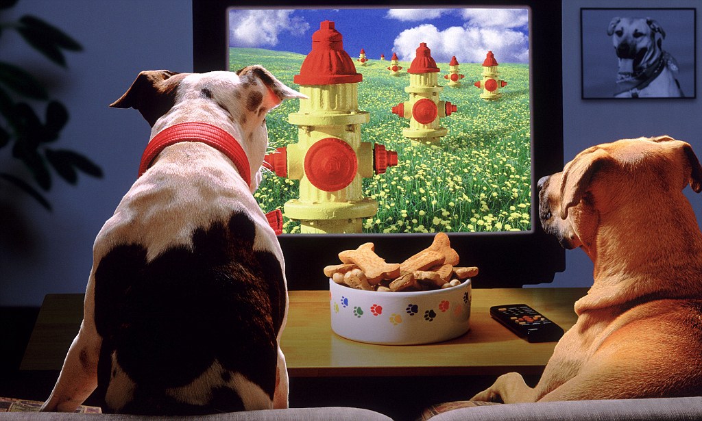 Blaasoppies, honde wat TV kyk en hondsdolheid