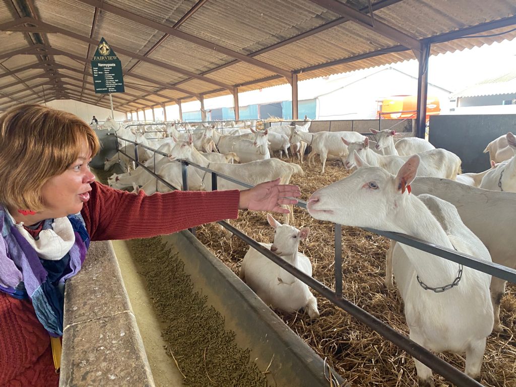 Bokmelk in sjampanjeglas op Wêreld melkdag