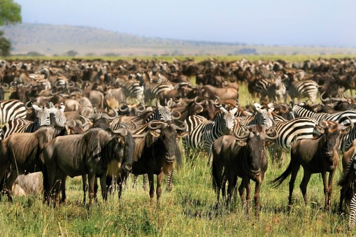 Termietkolonies, superorganismes en wildebeeste