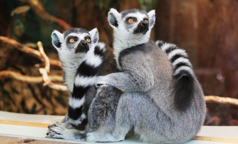 Hoekom geen Lemurs in Afrika?