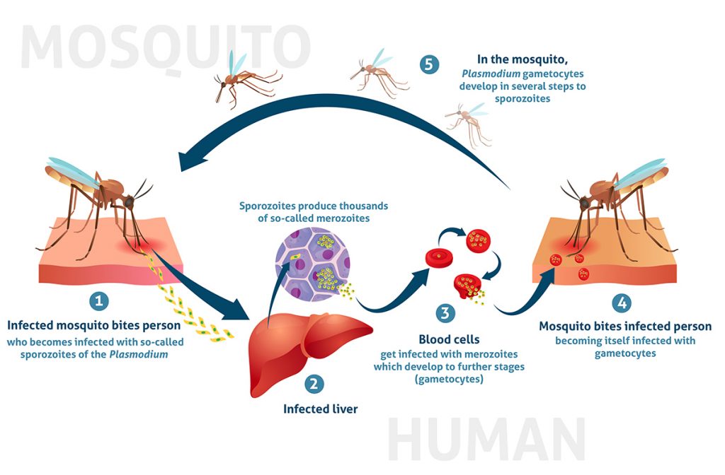 Waar staan SA in stryd teen malaria?