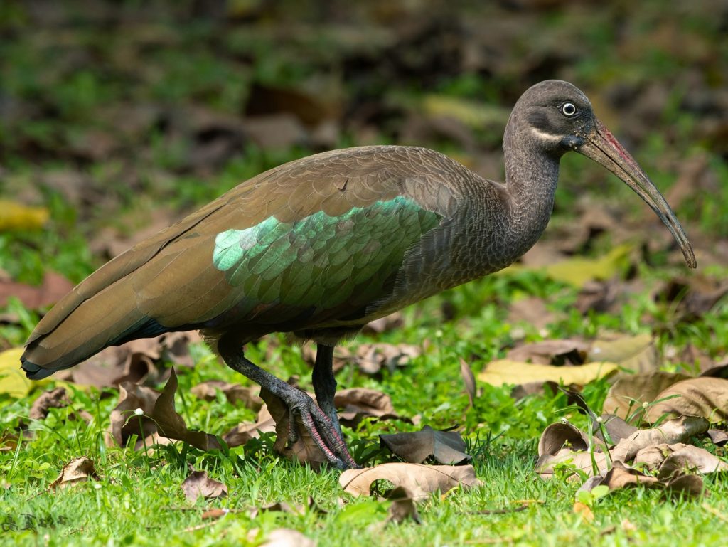 Hadeda vs wit ibis; slange se giftande