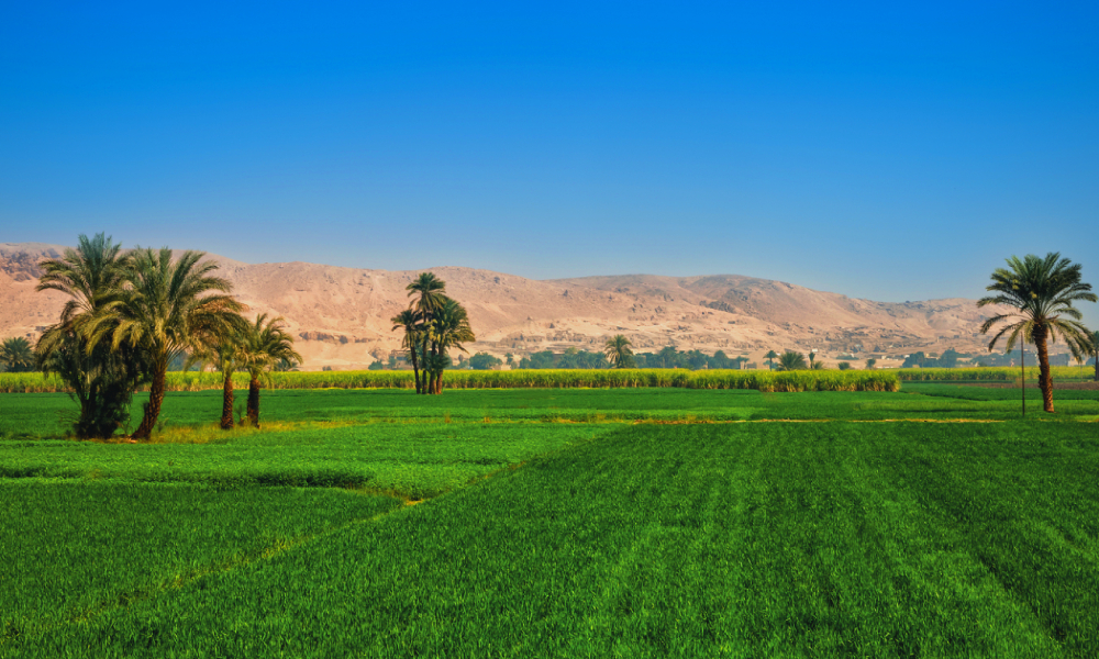 ‘n Blik op landbou in Egipte