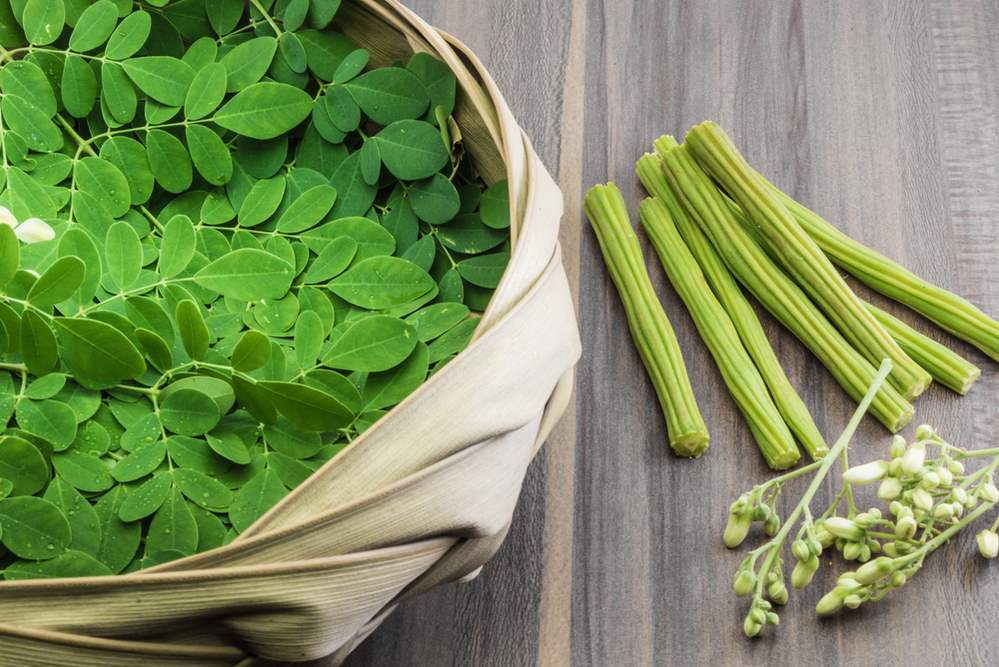 Landbou: Kameelmelkprodusente en Moringa-boerderye