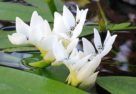 Waterblommetjie-boerdery