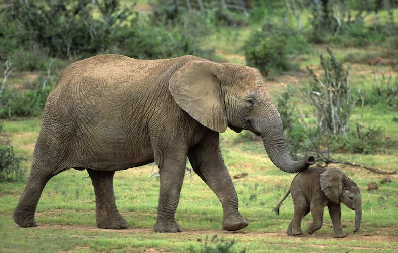 Dassie en Olifant IS naasverwant