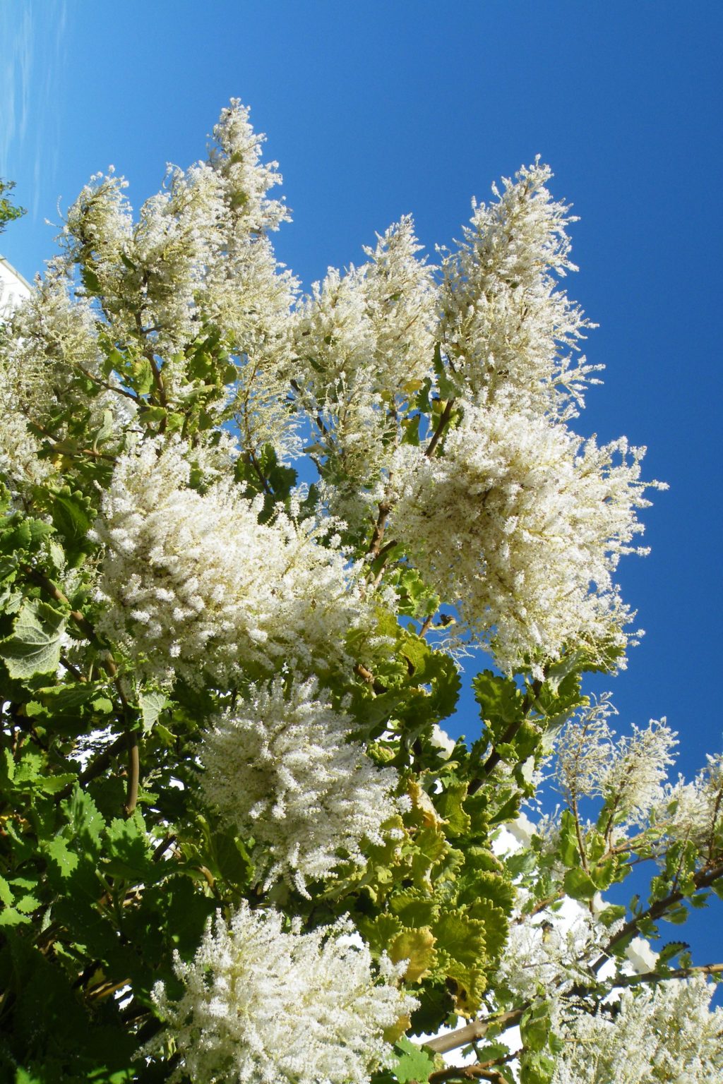 Vergroen die Hoëveld met dié plante, deel 1 – 5