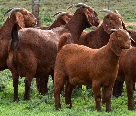 Noordwes-boer se bokstoet was sy ‘beste sakebesluit ooit’