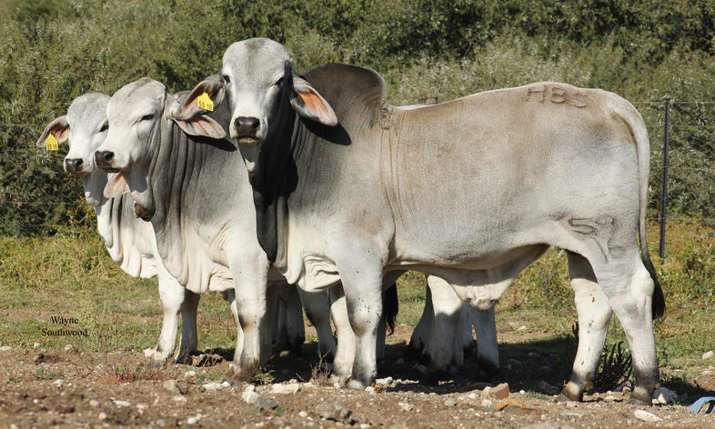 SA se Brahmane gedy; die rol van rumen