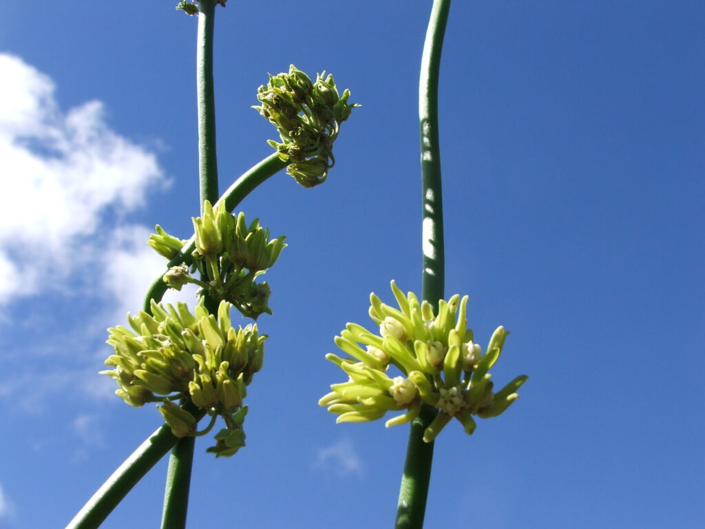 Ontdek die plante van die Oos-Kaapse Ruigteveld