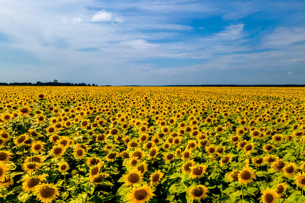 Hoe lyk sonneblomproduksie in SA?