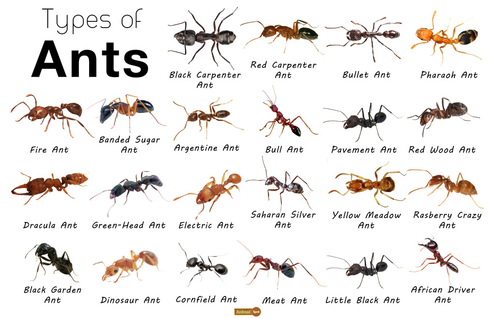 Wat is die verskil tussen miere, rysmiere en termiete?