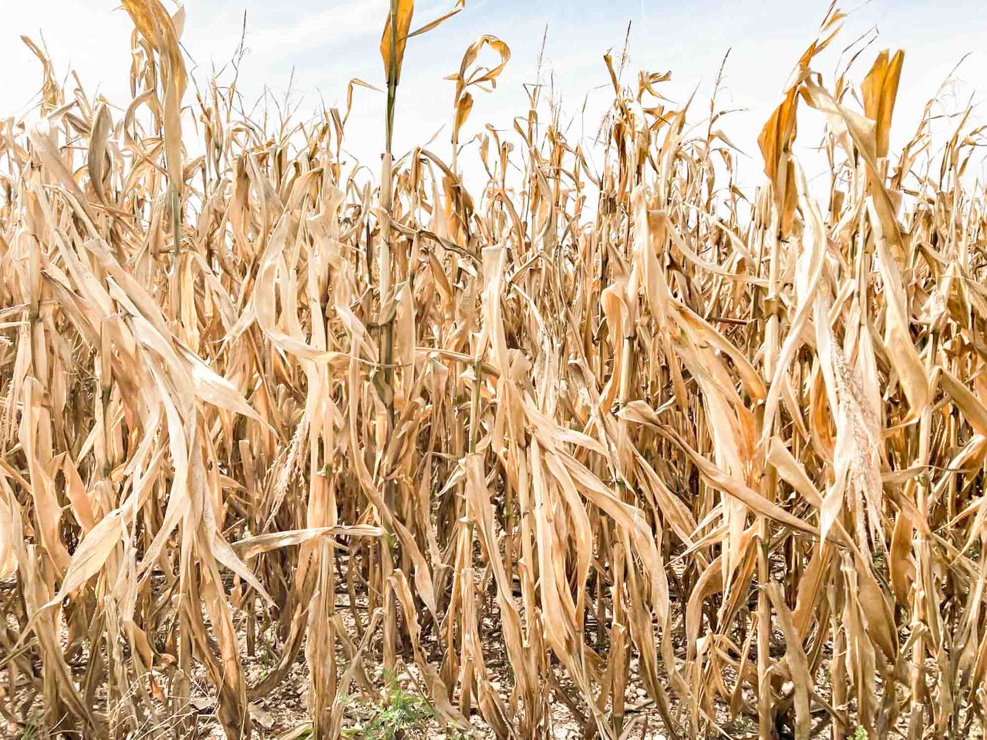 Die effek van klimaatveranderings op landbou kan yslik wees