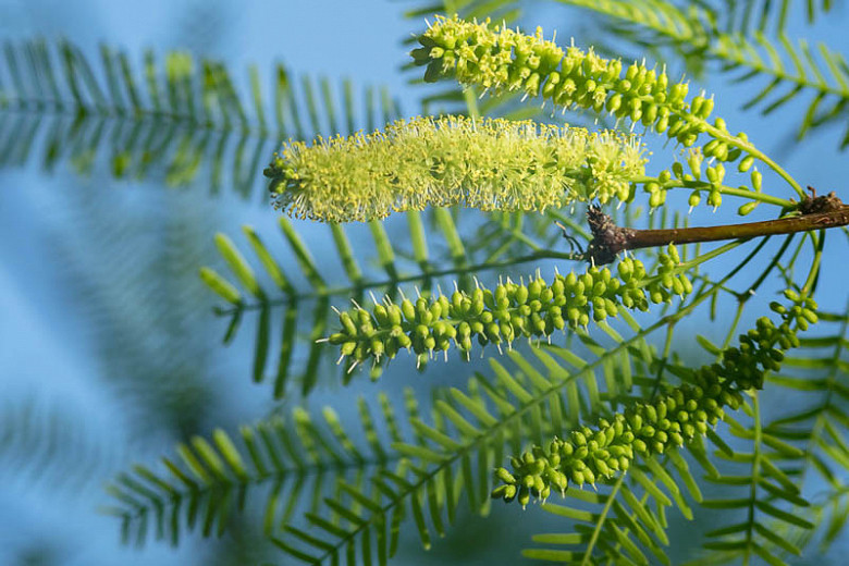 Bestuur prosopis-indringing só