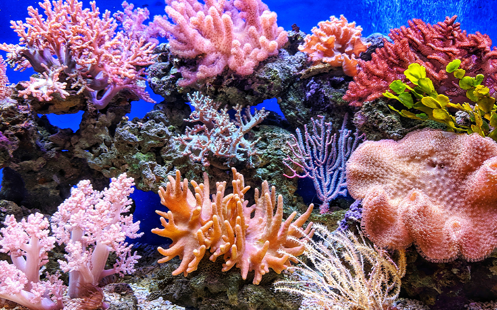 Kweek só koraal in jou akwarium