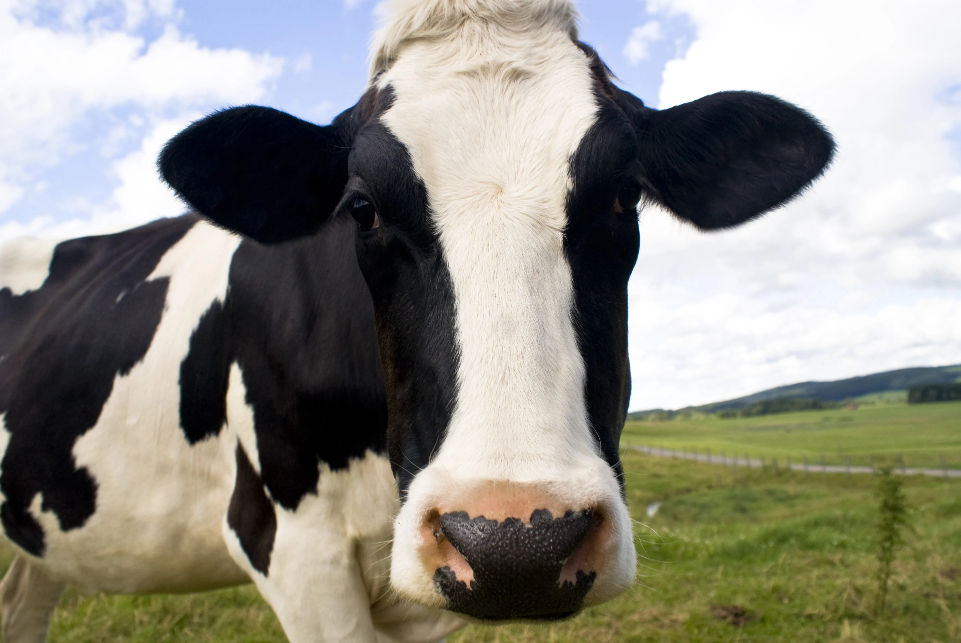 Hoe gemaak as jou koei plastiek gevreet het?