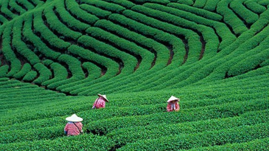 Ons kan baie leer uit landbou in Taiwan