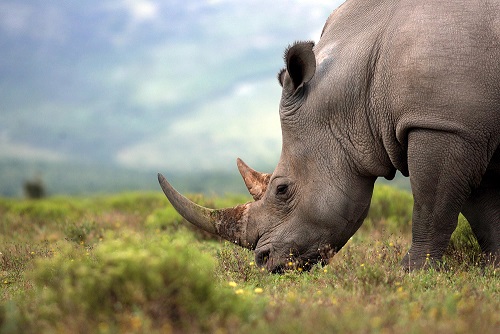 Is daar ‘n tamheid vir renosterstroopnuus?