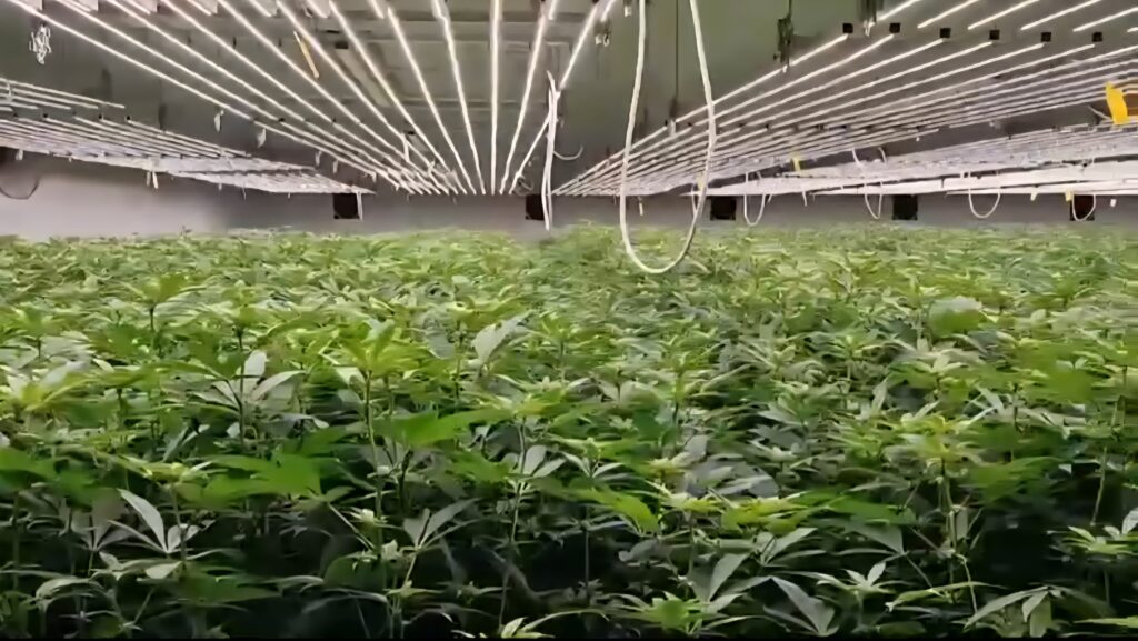 Luister weer: Is dagga die nuwe wonderkuur?